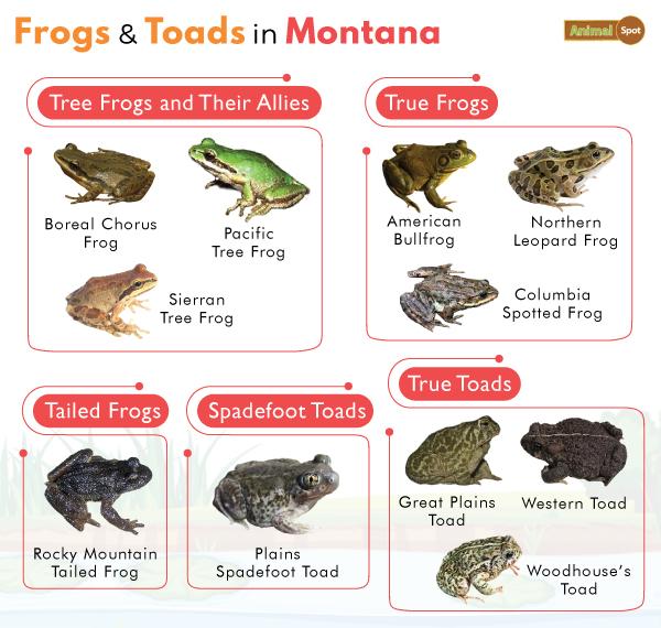 Frogs in Montana