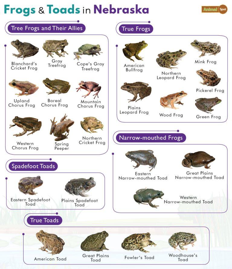 List of Frogs and Toads Found in Nebraska with Pictures