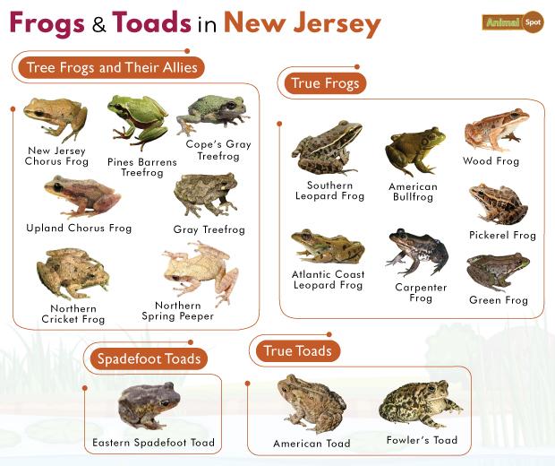 Frogs in New Jersey