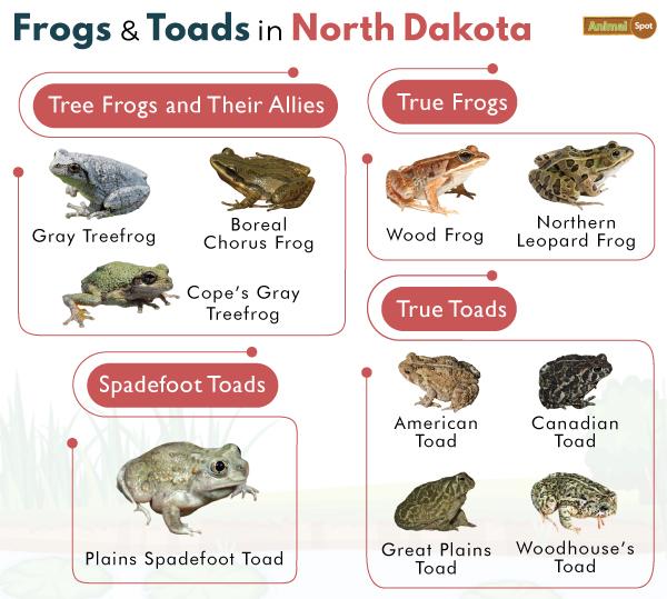 Frogs in North Dakota