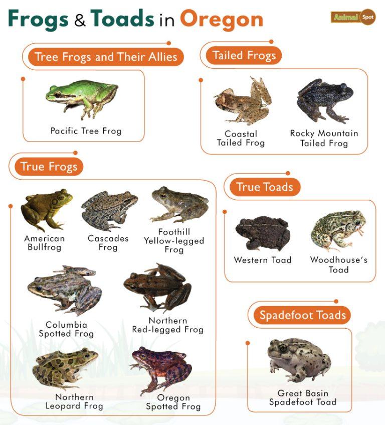 List of Frogs and Toads Found in Oregon with Pictures