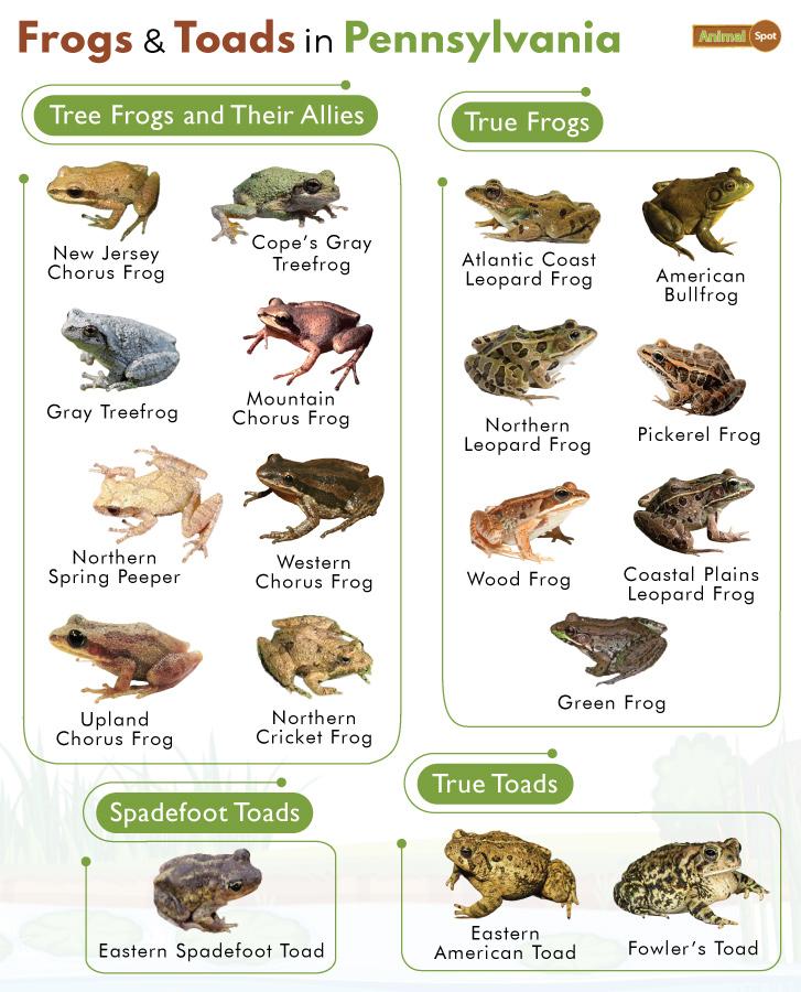 Are Frogs Nocturnal? - A-Z Animals