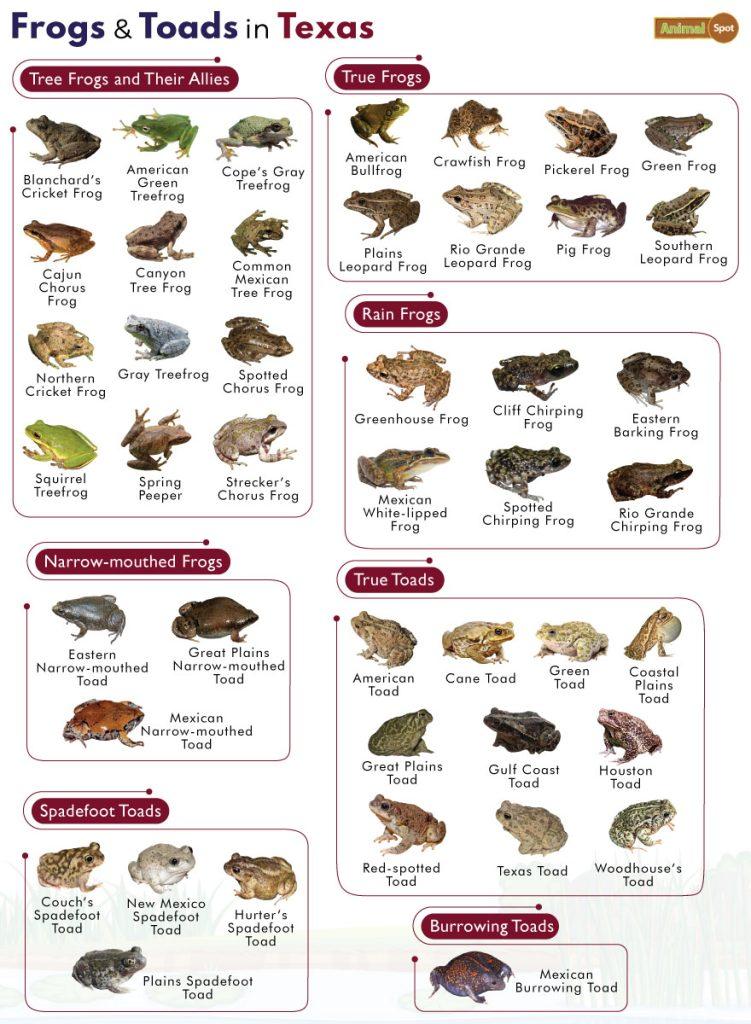 Frogs in Texas