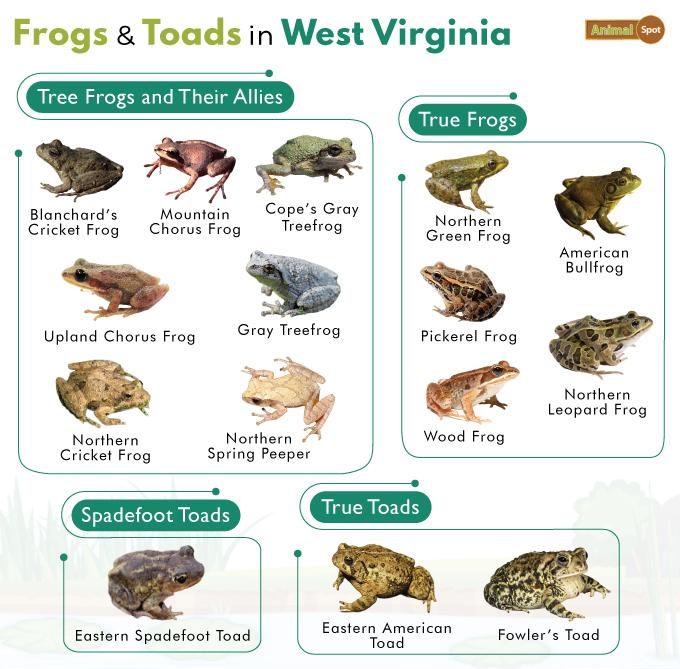Frogs in West Virginia