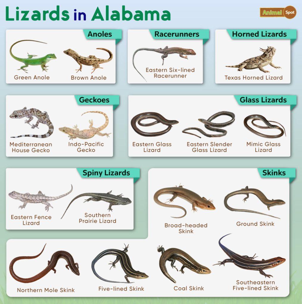 Lizards in Alabama