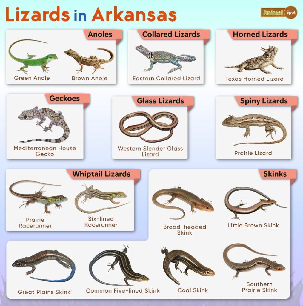 Lizards in Arkansas