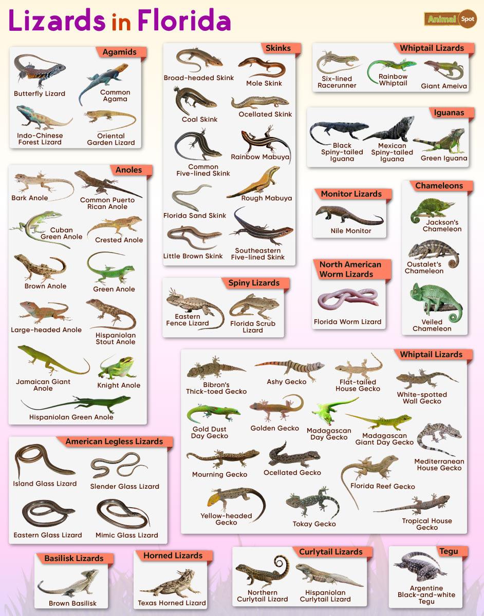 Native Lizards To Florida Shop Dakora co