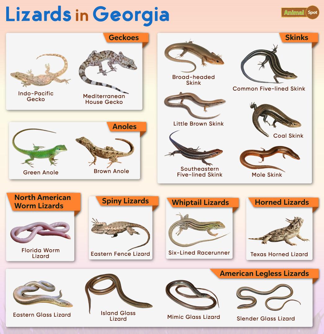 List of Lizards Found in Georgia – Facts with Pictures