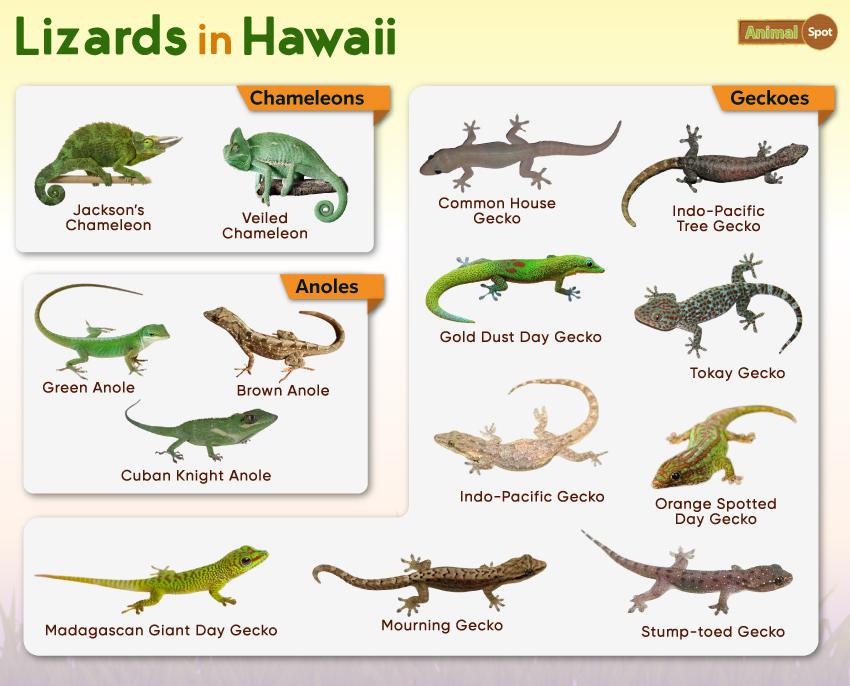 Lizards in Hawaii