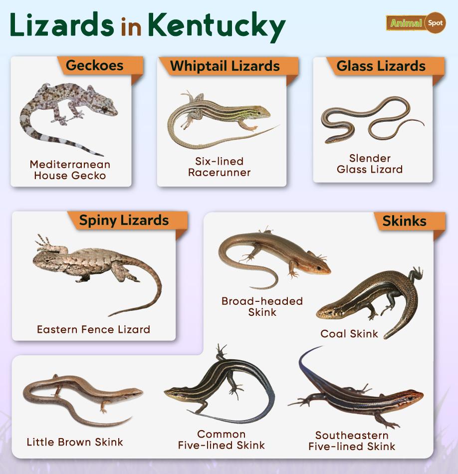 Lizards in Kentucky