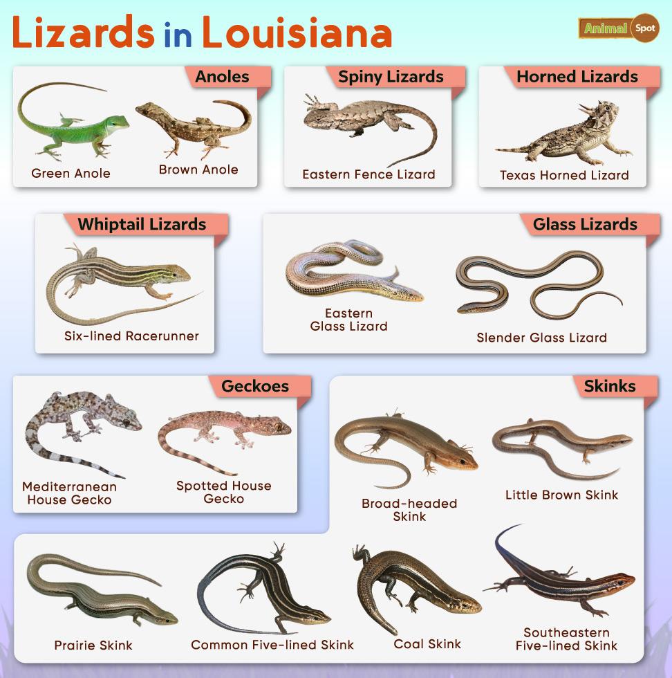 Types Of Lizards