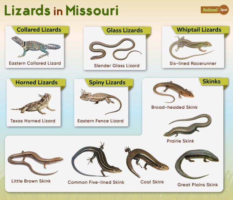 List of Lizards Found in Missouri List with Pictures