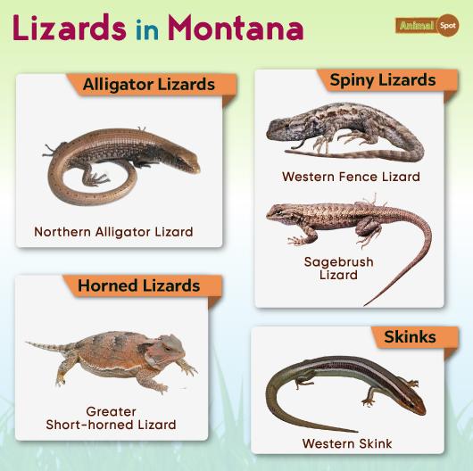 Lizards in Montana