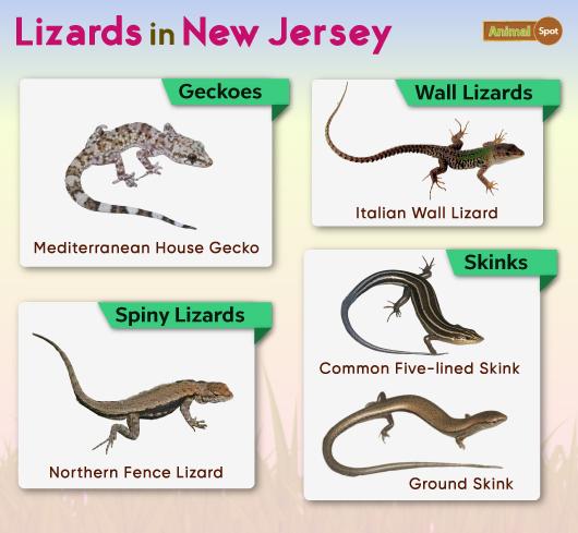 Lizards in New Jersey
