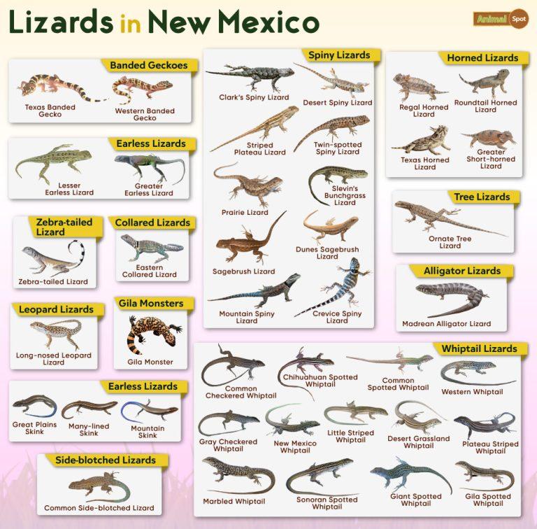 List of Lizards Found in New Mexico – Facts with Pictures