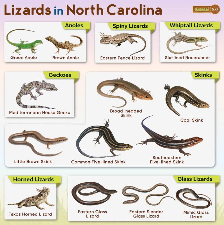 List of Lizards Found in North Carolina Facts with Pictures