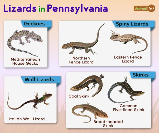 Lizards in Pennsylvania