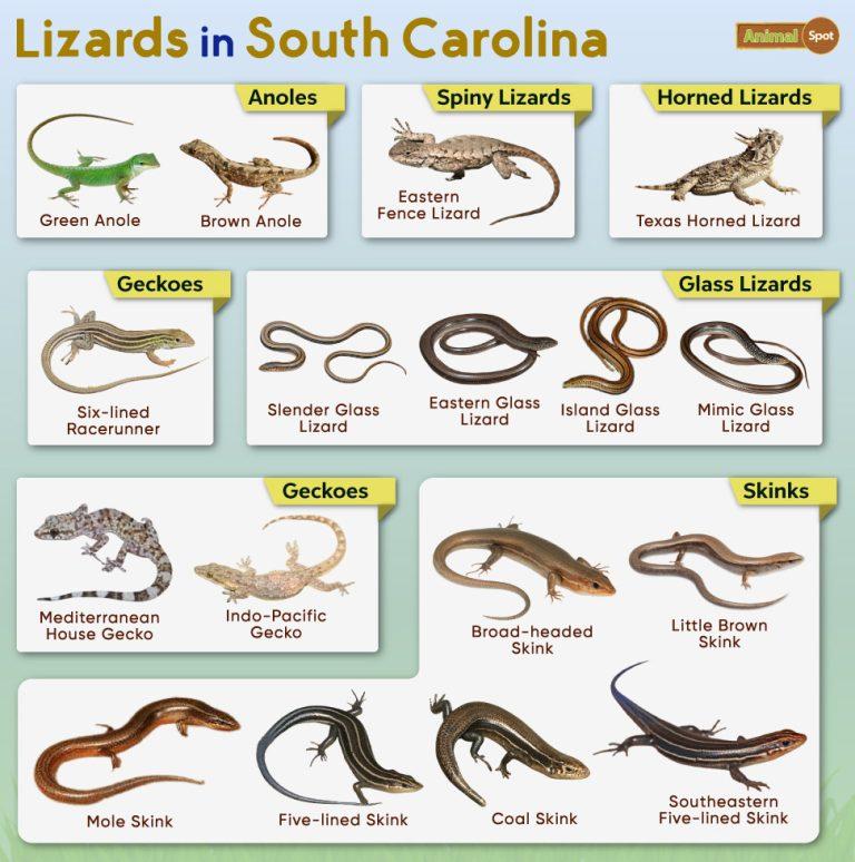List of Lizards Found in South Carolina Facts with Pictures