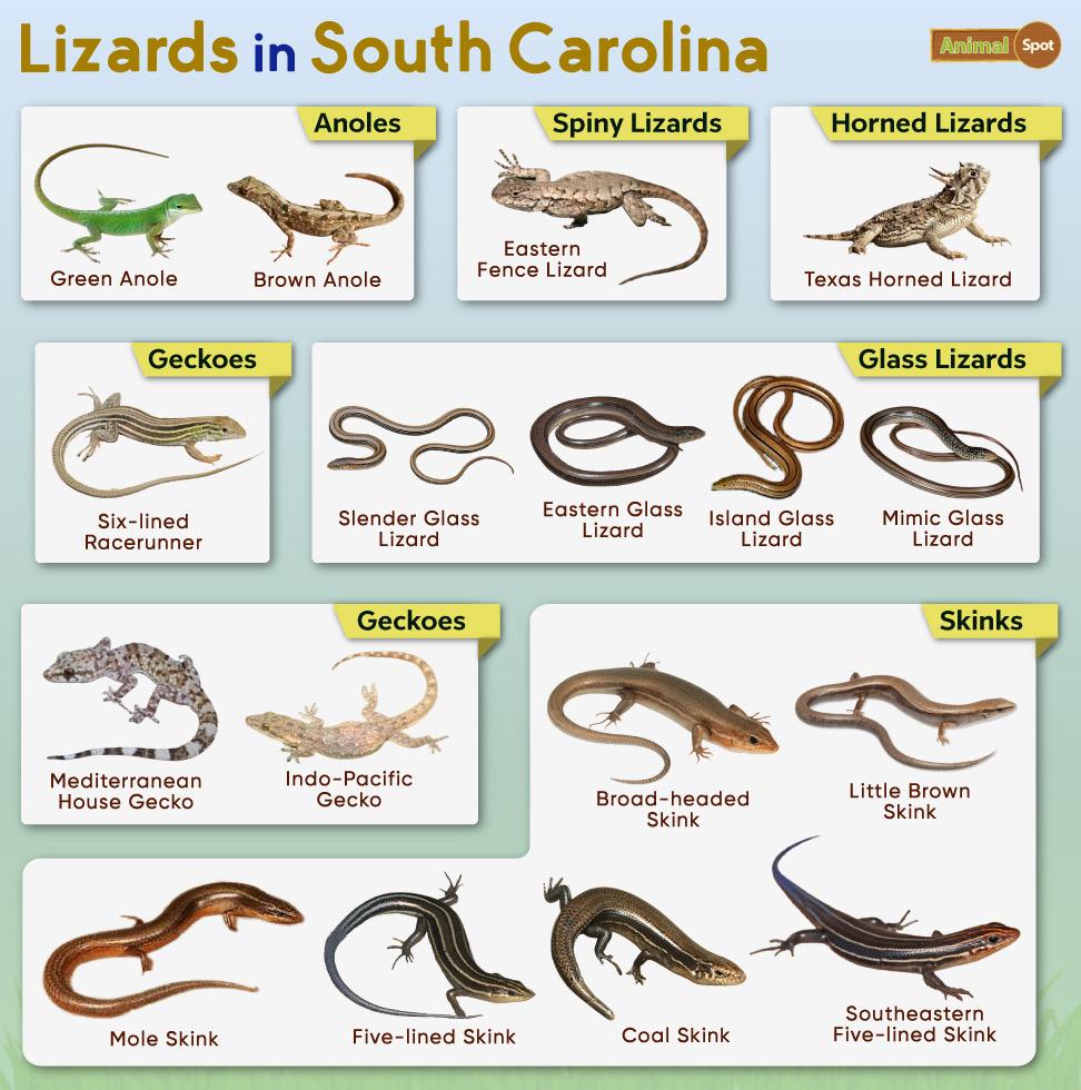 Lizards in South Carolina