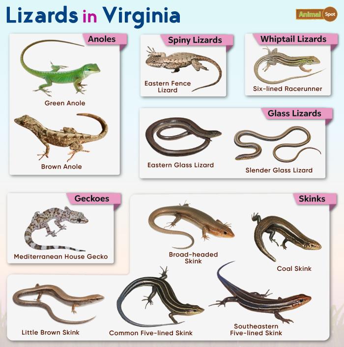 Lizards in Virginia