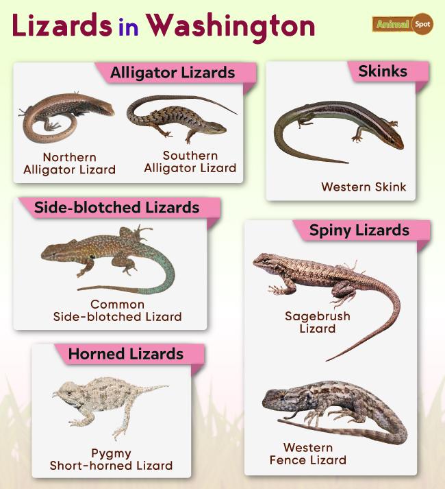 Lizards in Washington