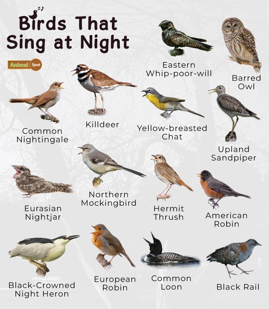 Birds That Sing at Night
