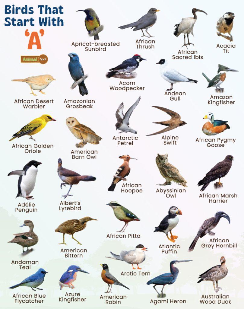 Birds That Start With A