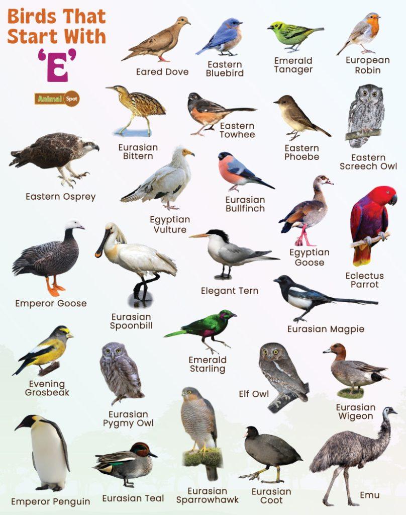 Birds That Start With E