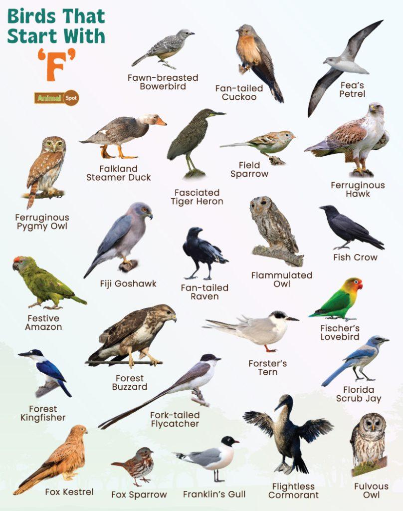 Birds That Start With F