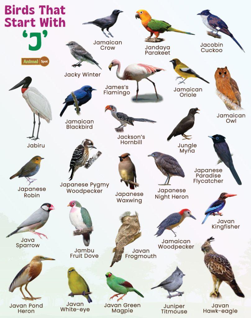 Birds That Start With J