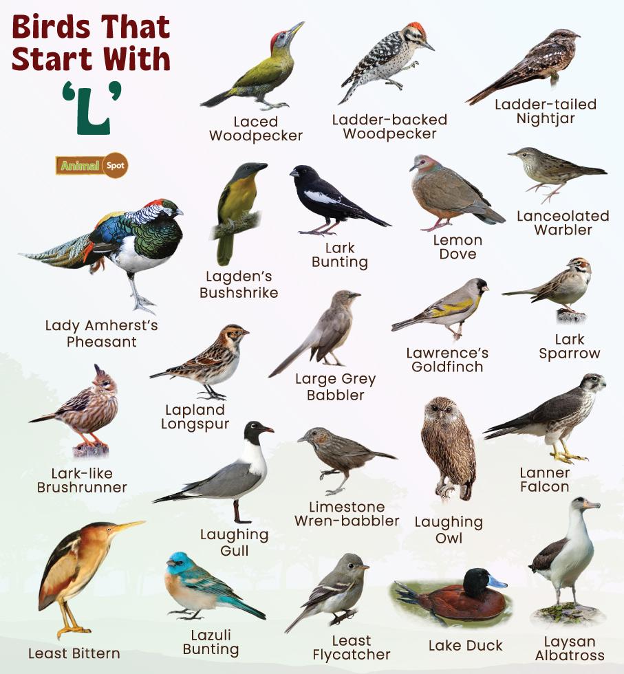 Birds That Start With L
