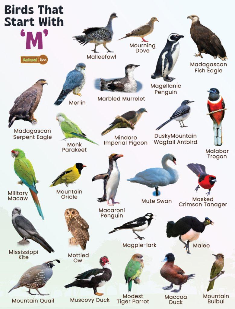 Birds That Start With M