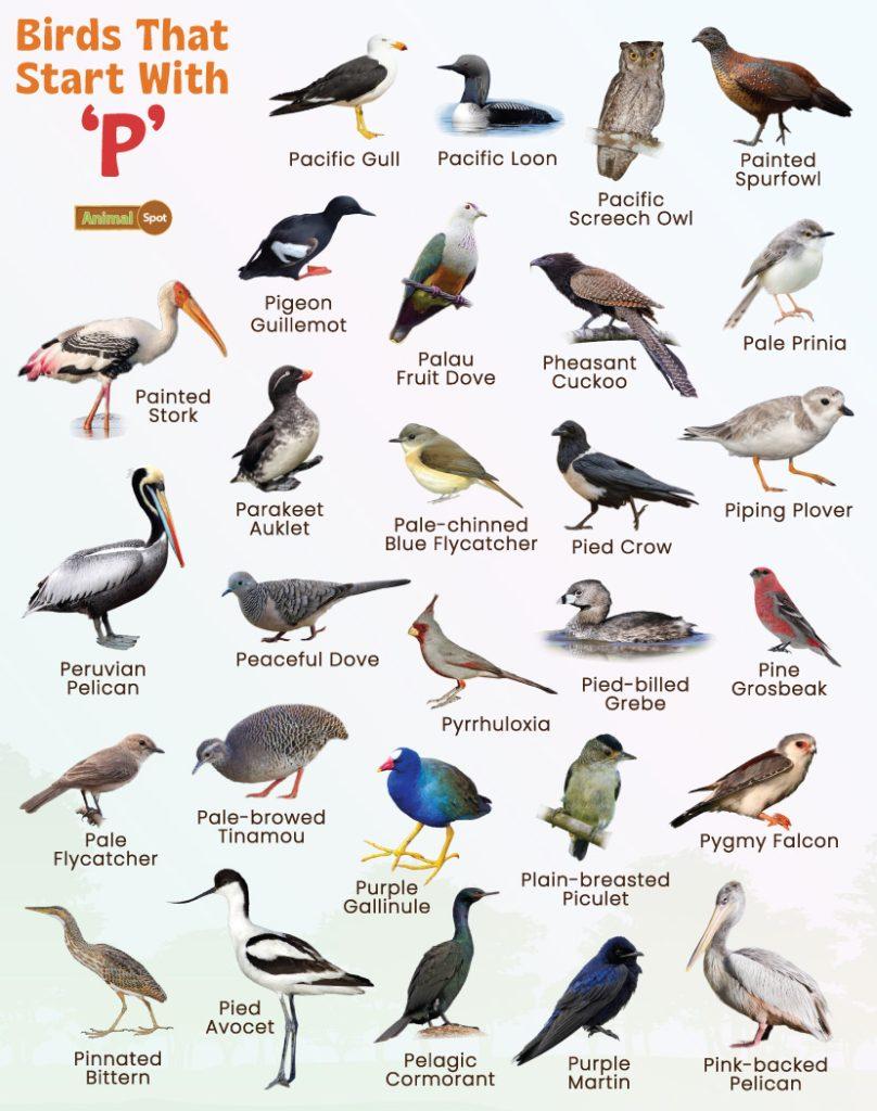 Birds That Start With P
