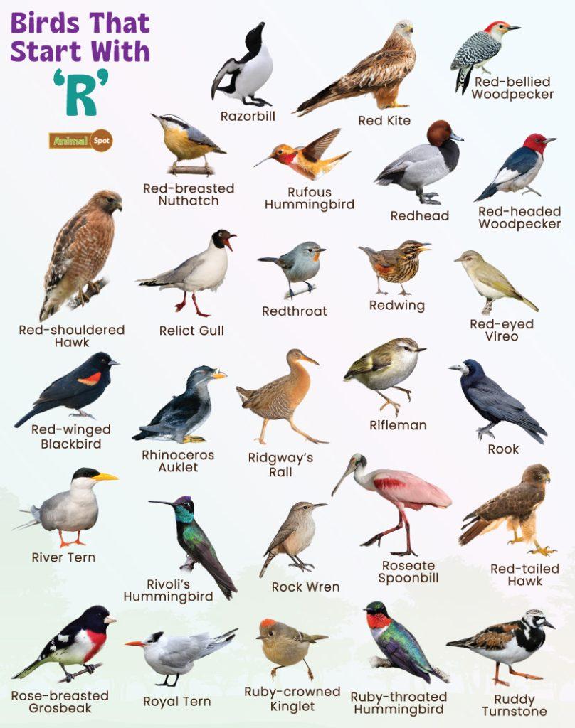 Birds That Start With R