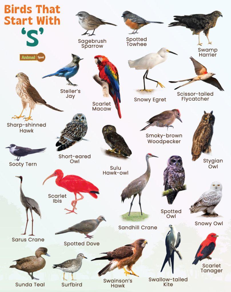 Birds That Start With S
