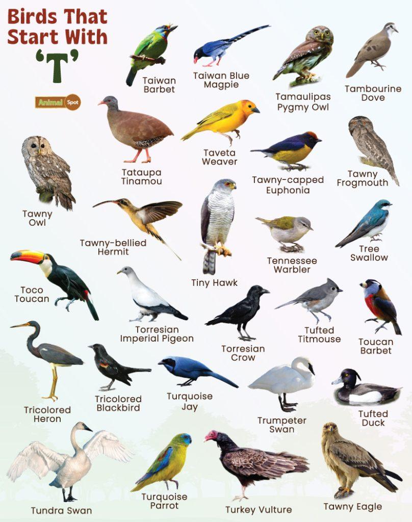 Birds That Start With T