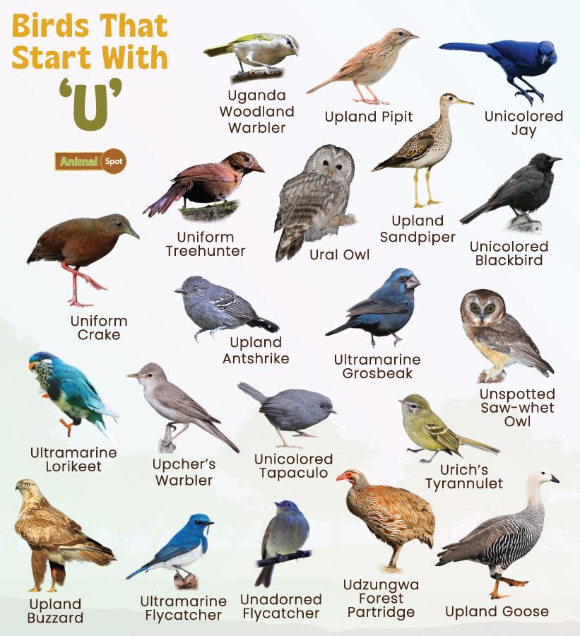 Birds That Start With U