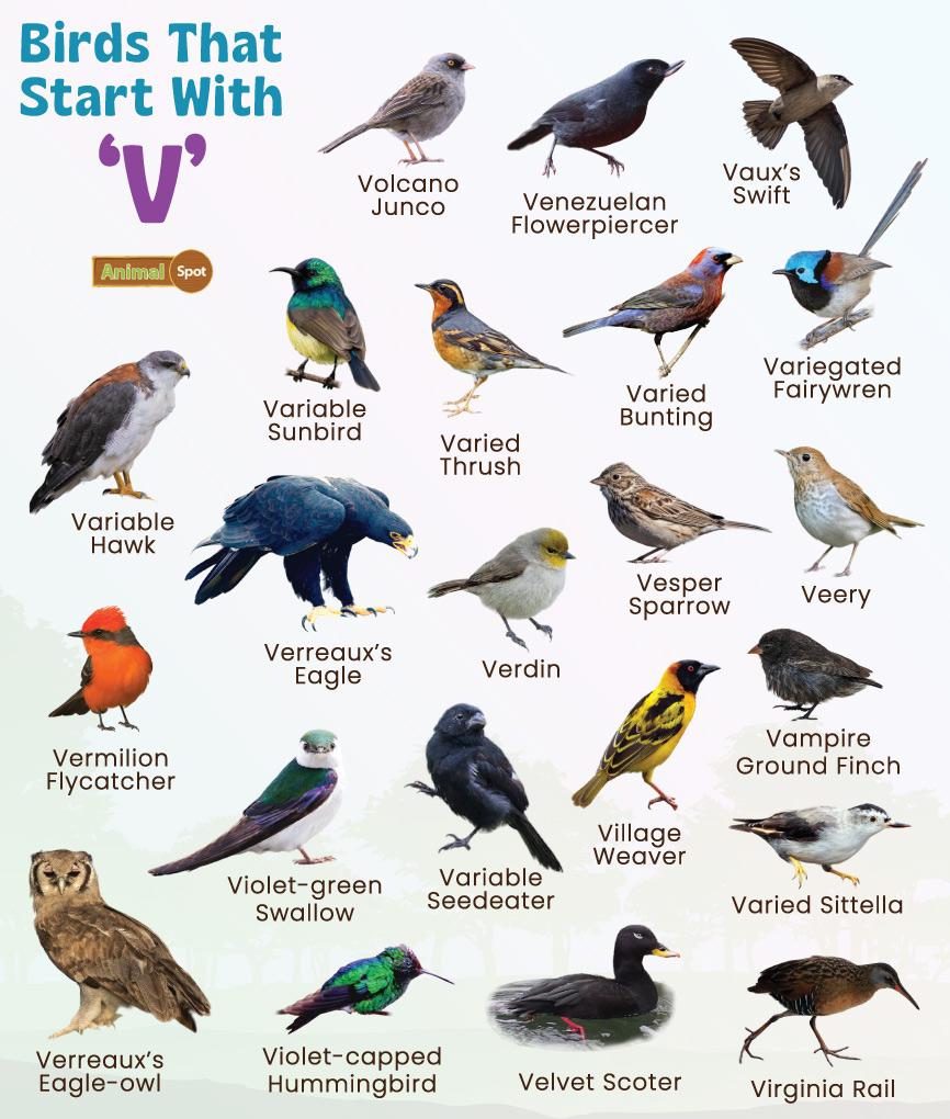 Animal That Starts With V