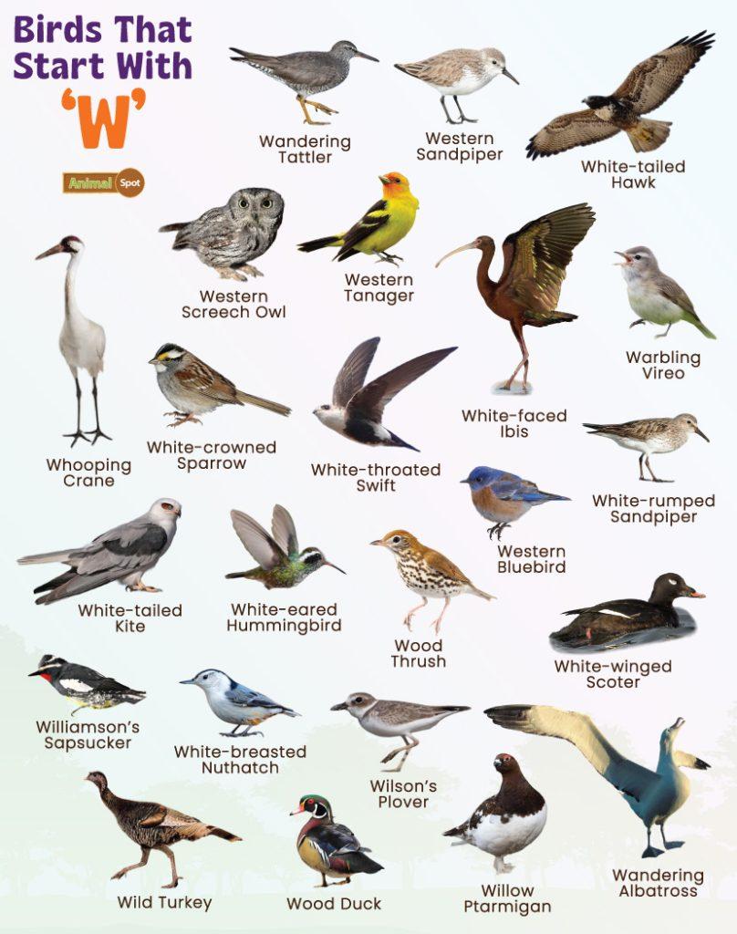 Birds That Start With W