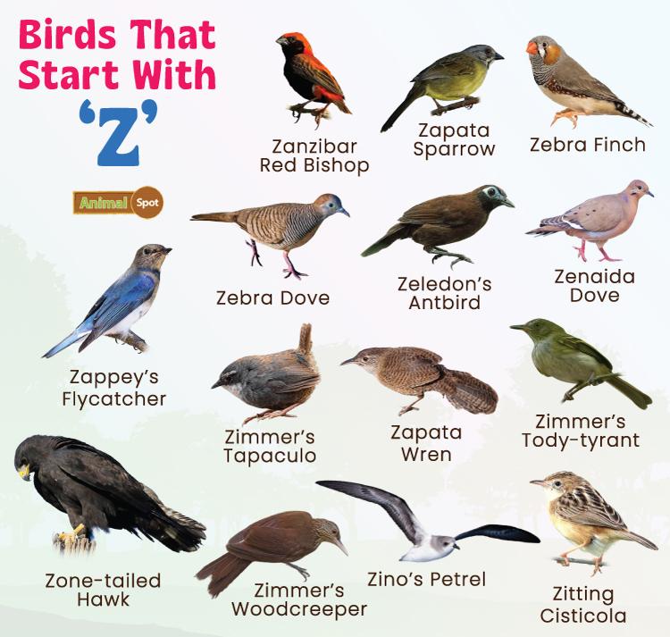 Birds That Start With Z