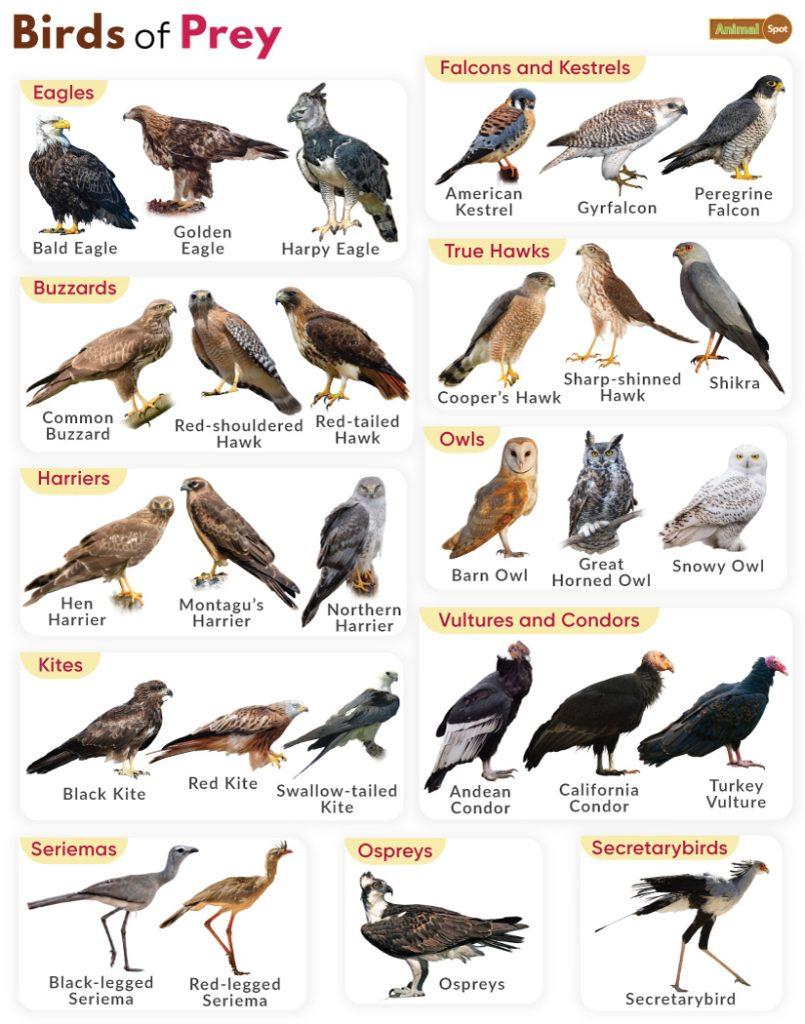 Birds Of Prey Definition List Of Names With Pictures