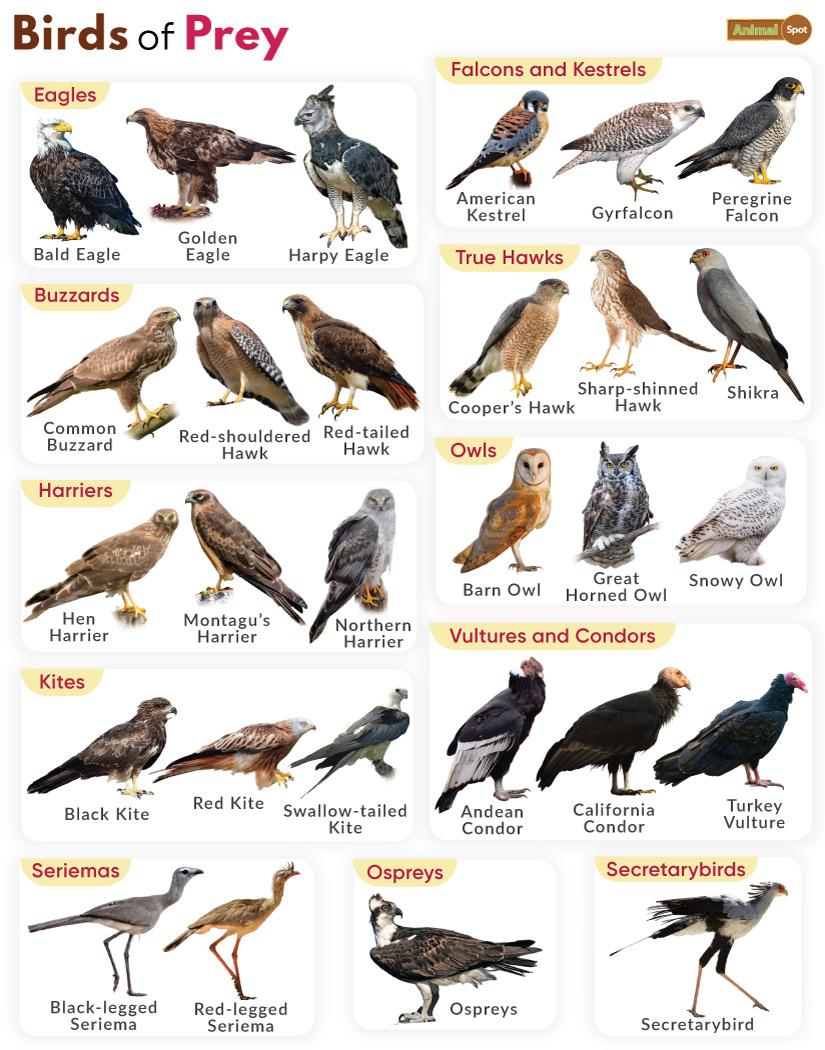 Ten of the Largest Birds of Prey in the World