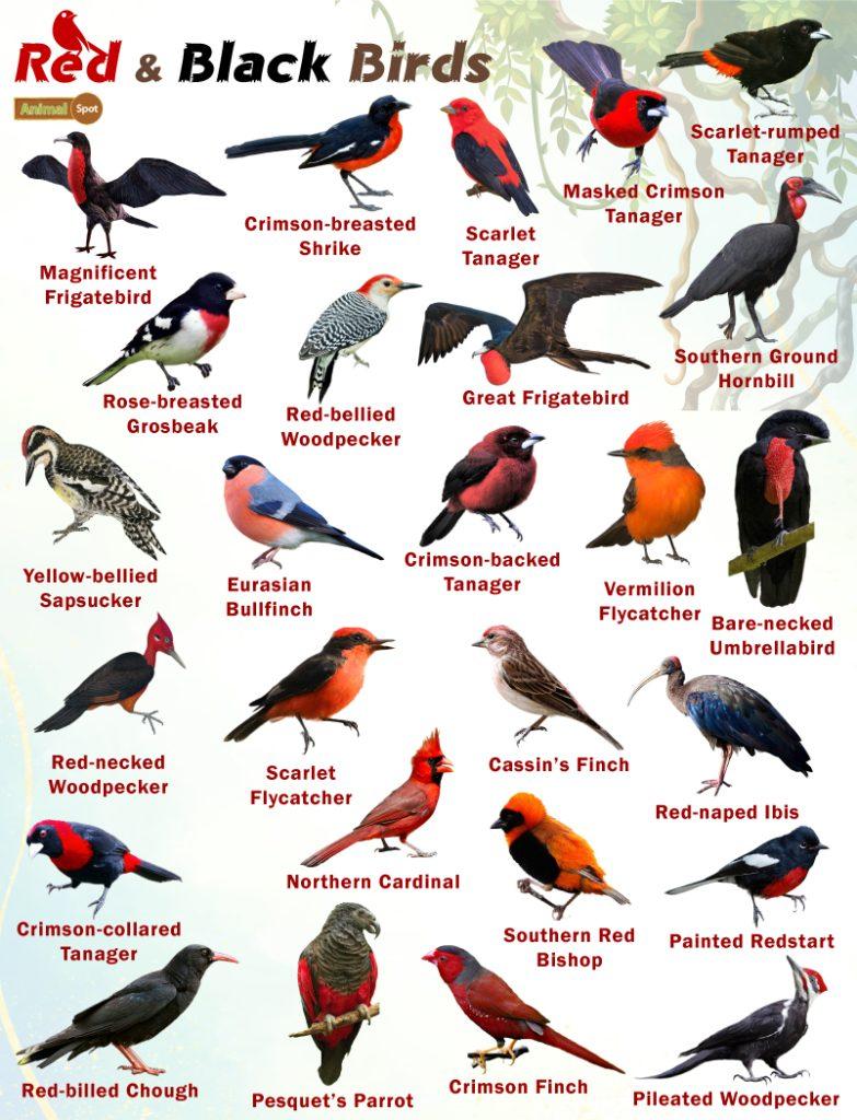 Birds that are Red and Black