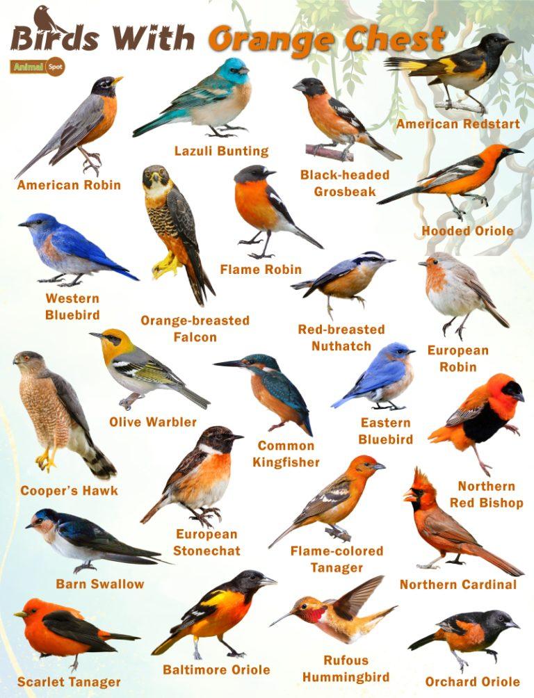 Birds with Orange Chests – Facts, List, Pictures
