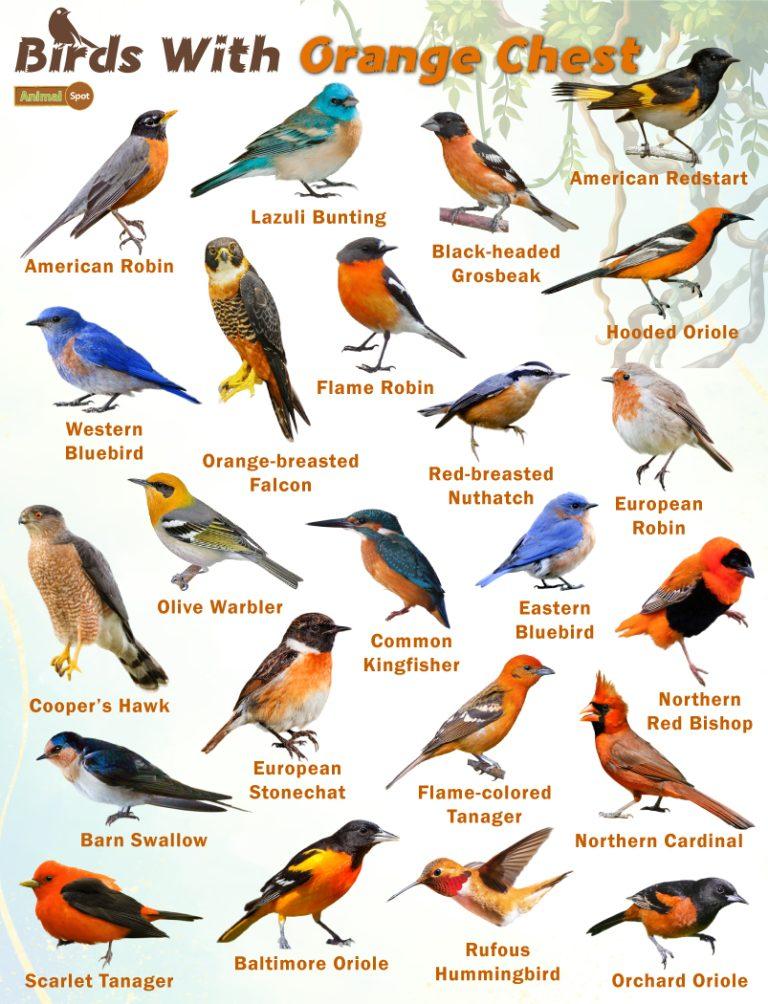 Orange animals facts list pictures chart