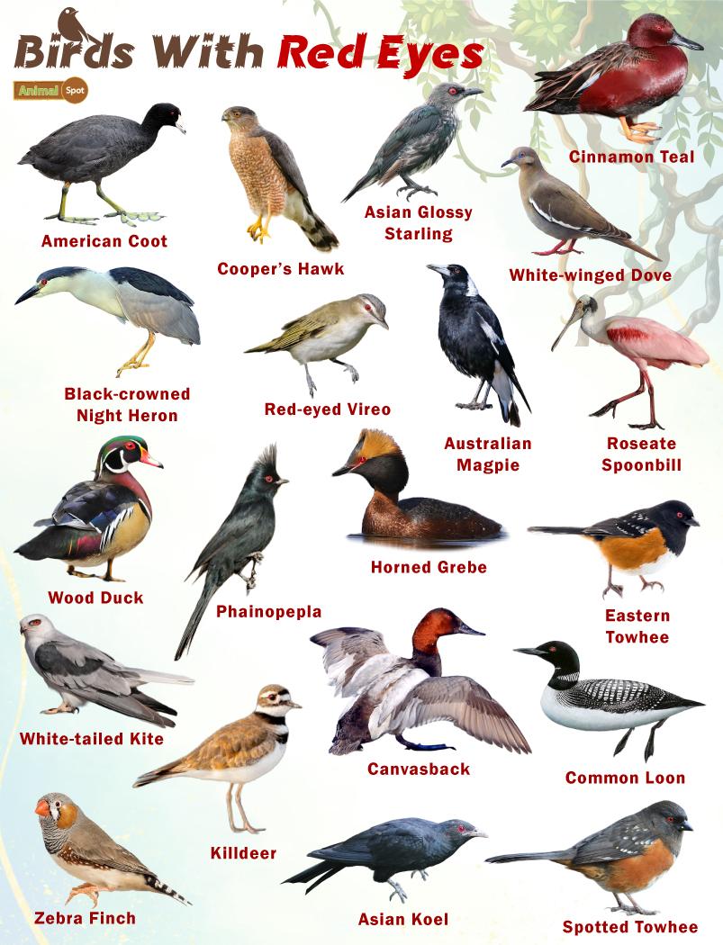 Red Eyed Birds – Facts, List, Pictures