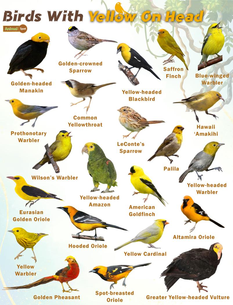 Birds With Yellow Heads – Facts, List, Pictures