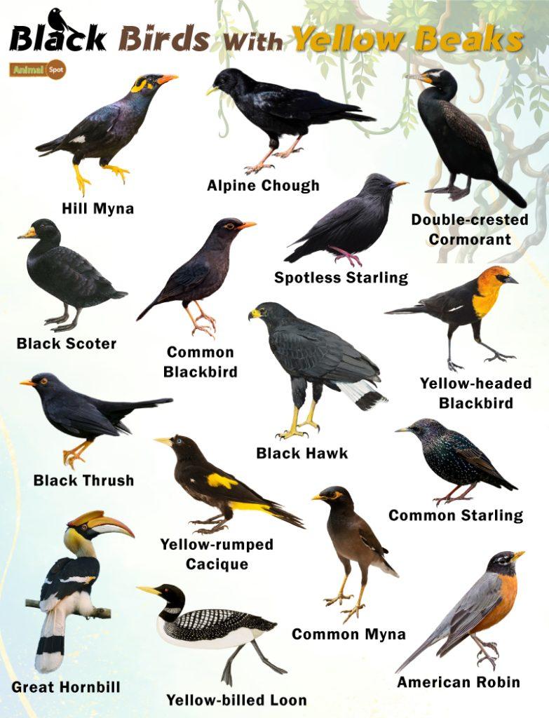 Black Birds with Yellow Beaks