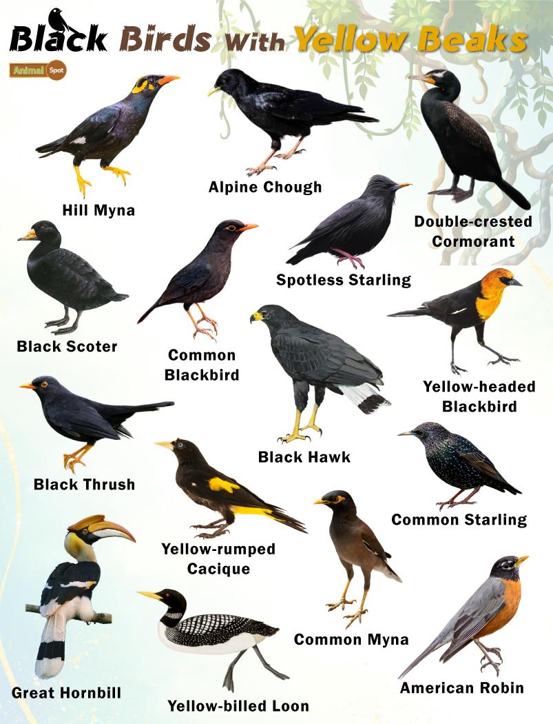 Black Birds with Yellow Beaks – Facts, List, Pictures