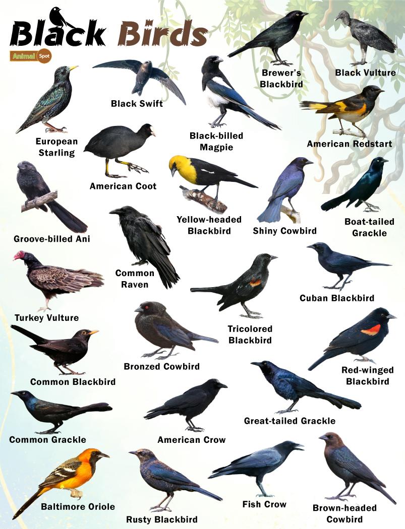 Rare Birds With Names Rare Birds With Names